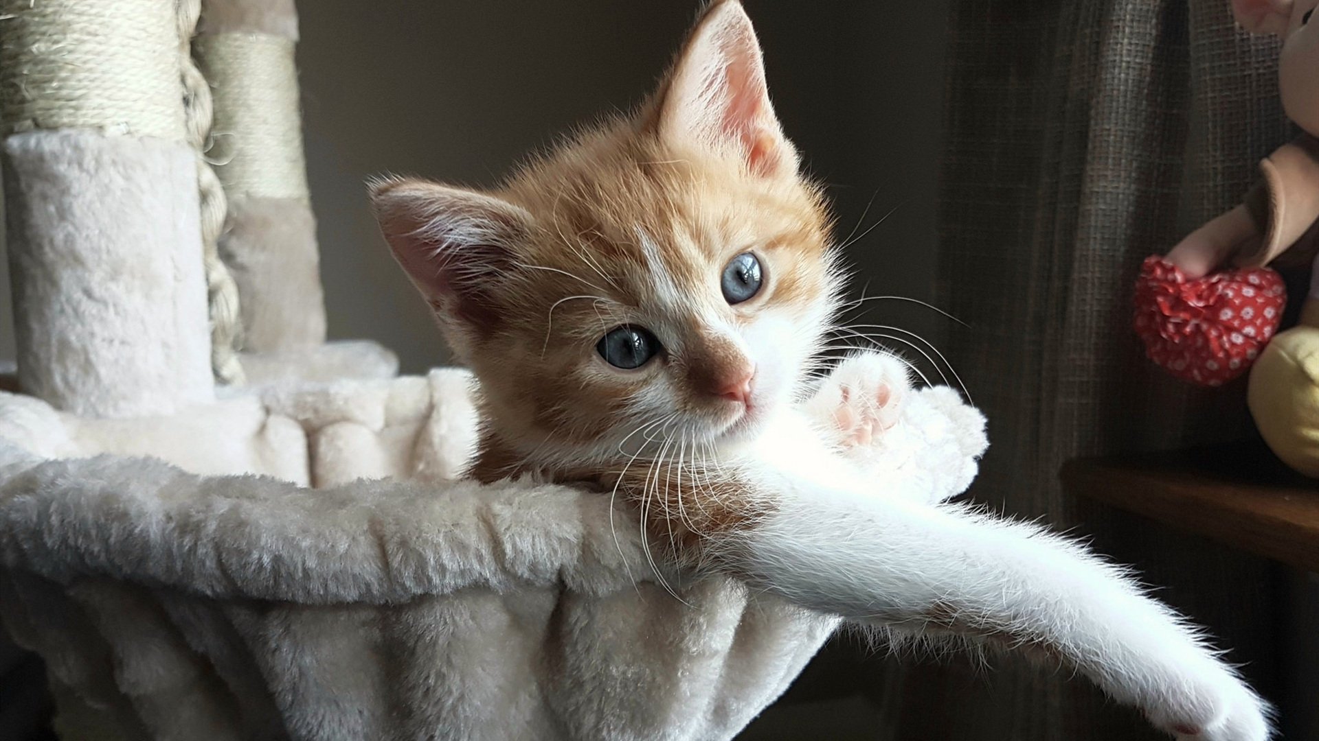 bsport-_全球跑步名人赛：明星运动员齐聚一堂_，中国跑步明星运动员