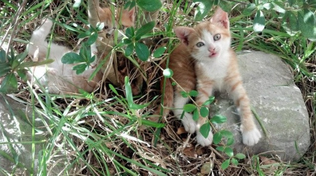 BSPORT 官网-_火箭队击败强敌，信心大增_，火箭队作用