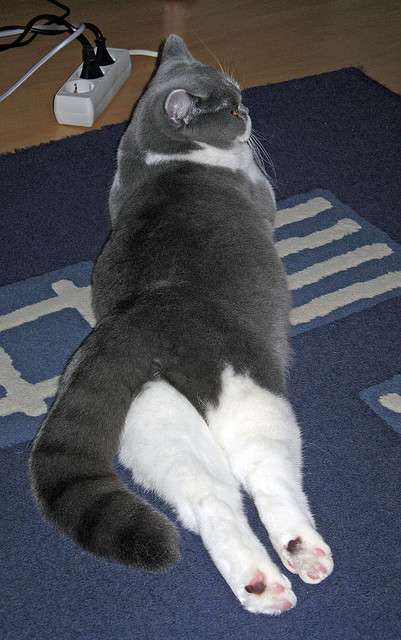 “英超积分战逐渐升温,强队士气高昂”,英超积分榜超