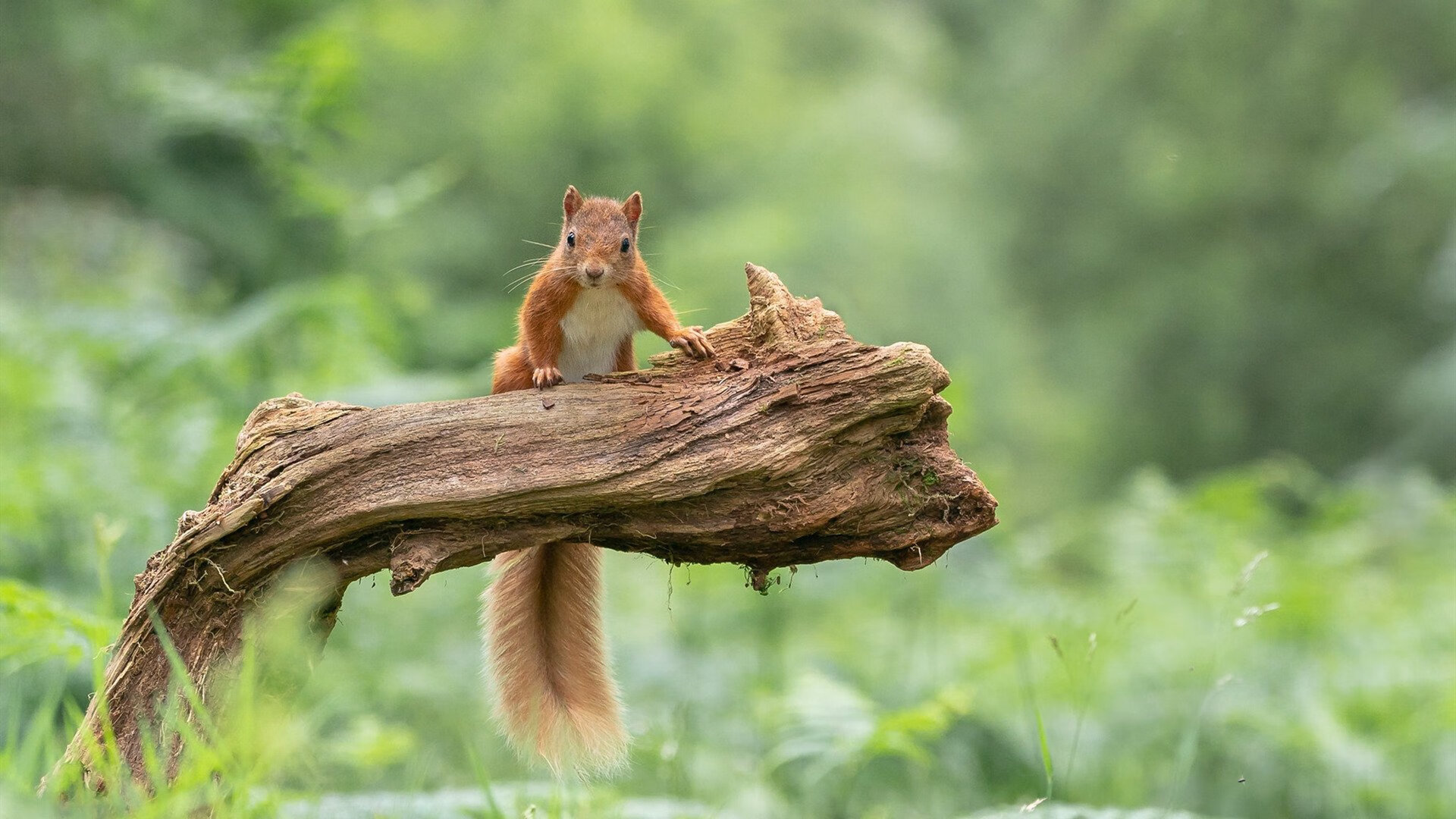 安德烈·桑托斯在斯特拉斯堡表现出色,未来备受期待,安德雷桑托斯