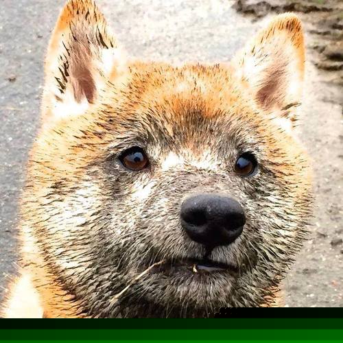 凯尔特人完封步行者,季后赛首轮中塔图姆三分雨不断,tatum凯尔特人