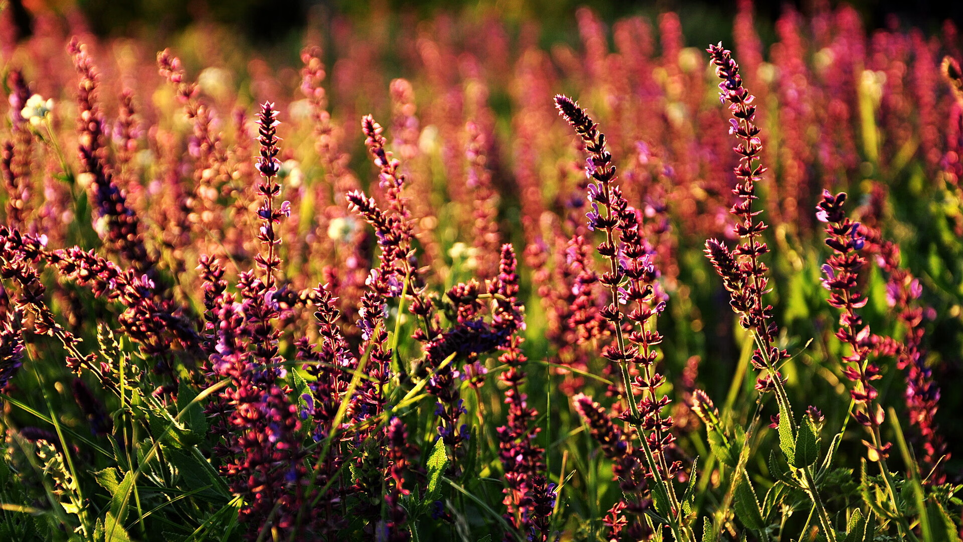 B体育下载-国足战术体系多样化，提升比赛适应力，国足的技术