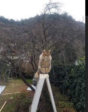 紧张刺激的足球盛宴,期待精彩表现!,足球激动人心时刻视频
