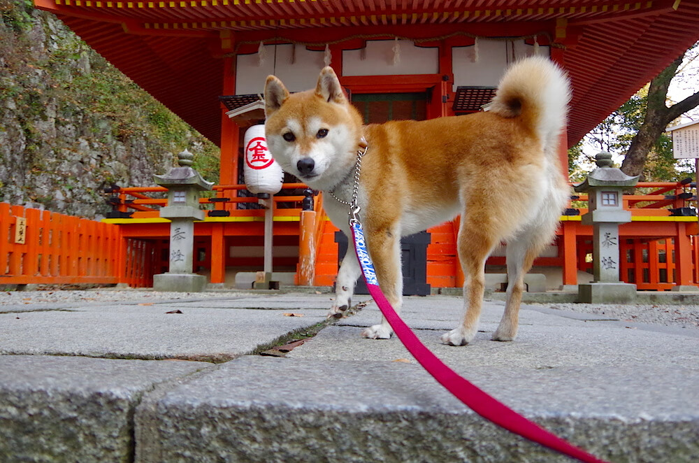 B体育中国官方平台-马斯坦图奥诺在河床表现出色，吸引欧洲豪门关注，斯坦 马什