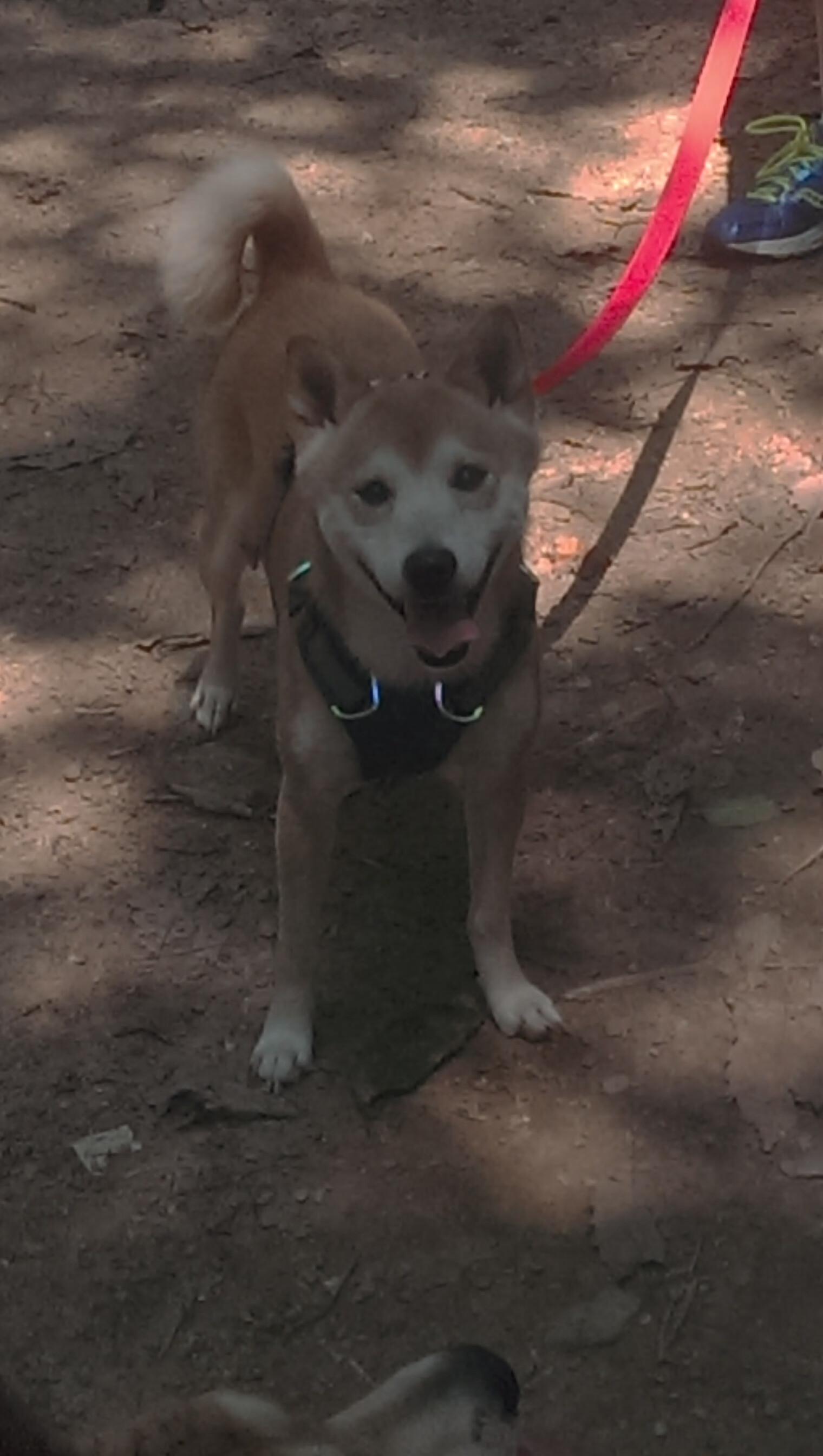 中超球队比赛策略调整,中超联赛改革