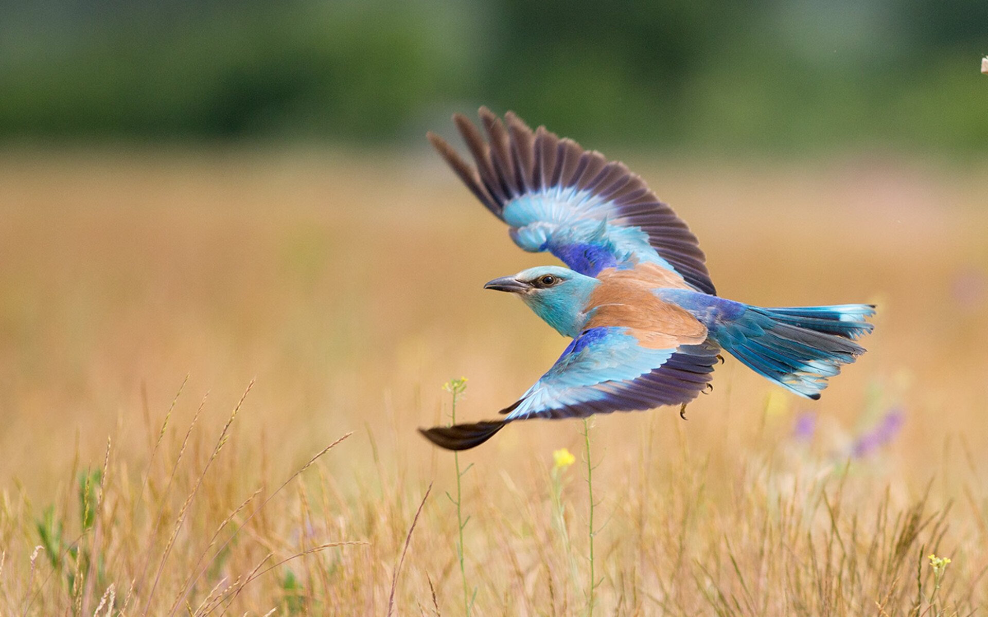 体育课程数字资源整合策略，体育数字教材