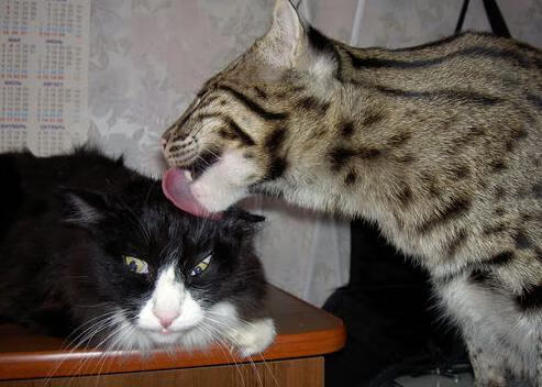 青少年体育锻炼持续性影响因素分析,青少年进行体育锻炼的必要性