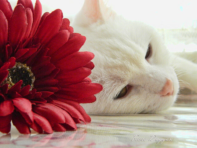 BSPORT APP-“家庭跑步新风潮！牛仔3K亲子跑欢乐开启”