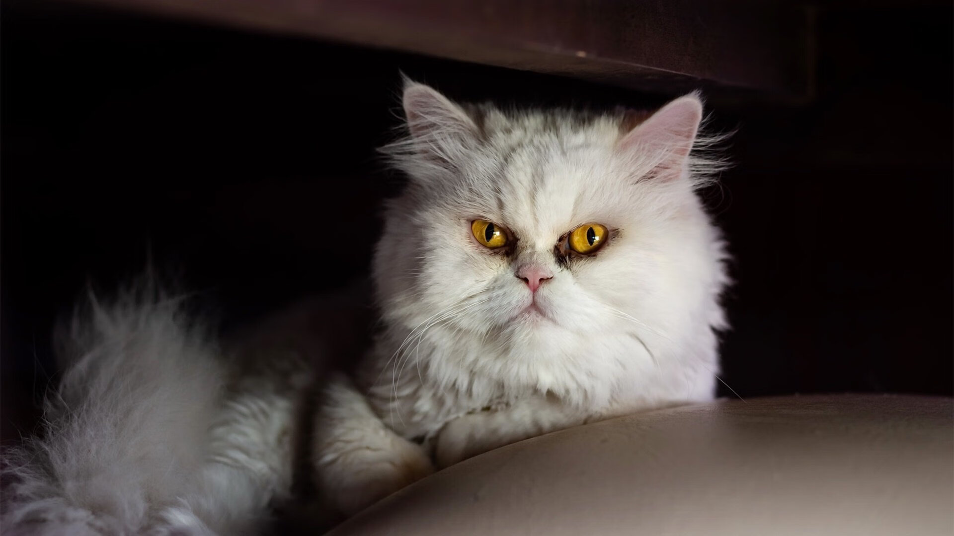 切尔西球员心态建设获俱乐部重视，切尔西足球俱乐部球员