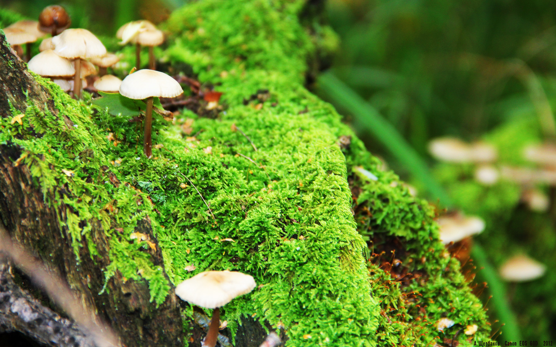 新加坡队赛制透视:如何在赛制中实现球员的技术互补,新加坡国际比赛