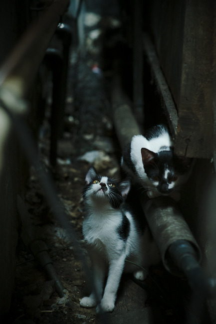 Bsports在线平台-该项目冲刺划频提升带动最终名次，项目冲刺阶段