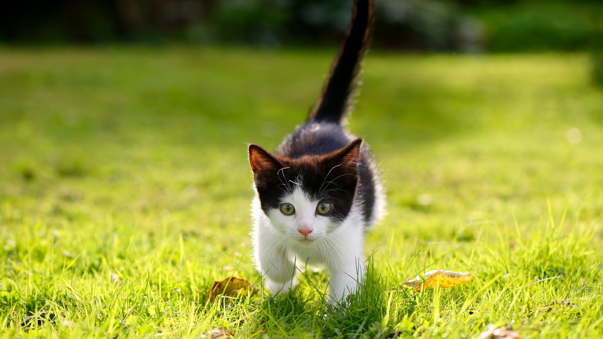 意甲赛场的环保节能方案推广