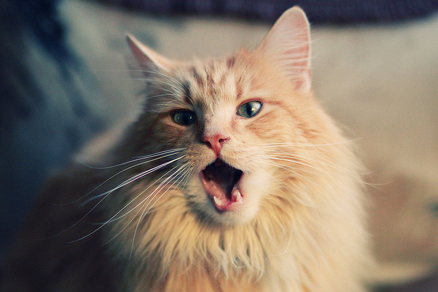 B 体育官网-意甲赛季的战术打法演变，本赛季意甲