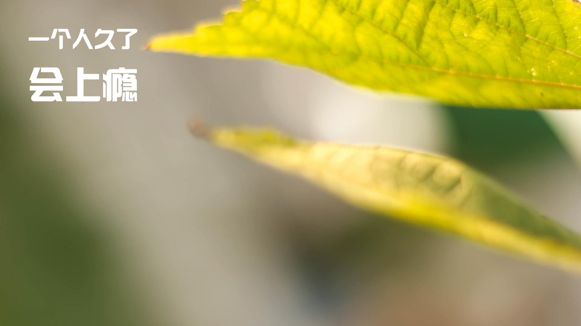 法甲未来之星:新力军领先争冠!,法甲潜力球员