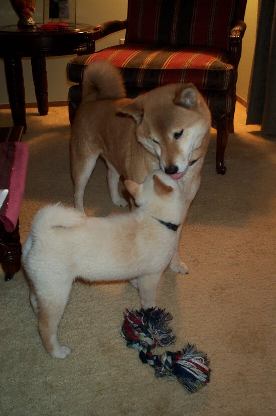 法甲青春闪耀:新生力量志在必得!