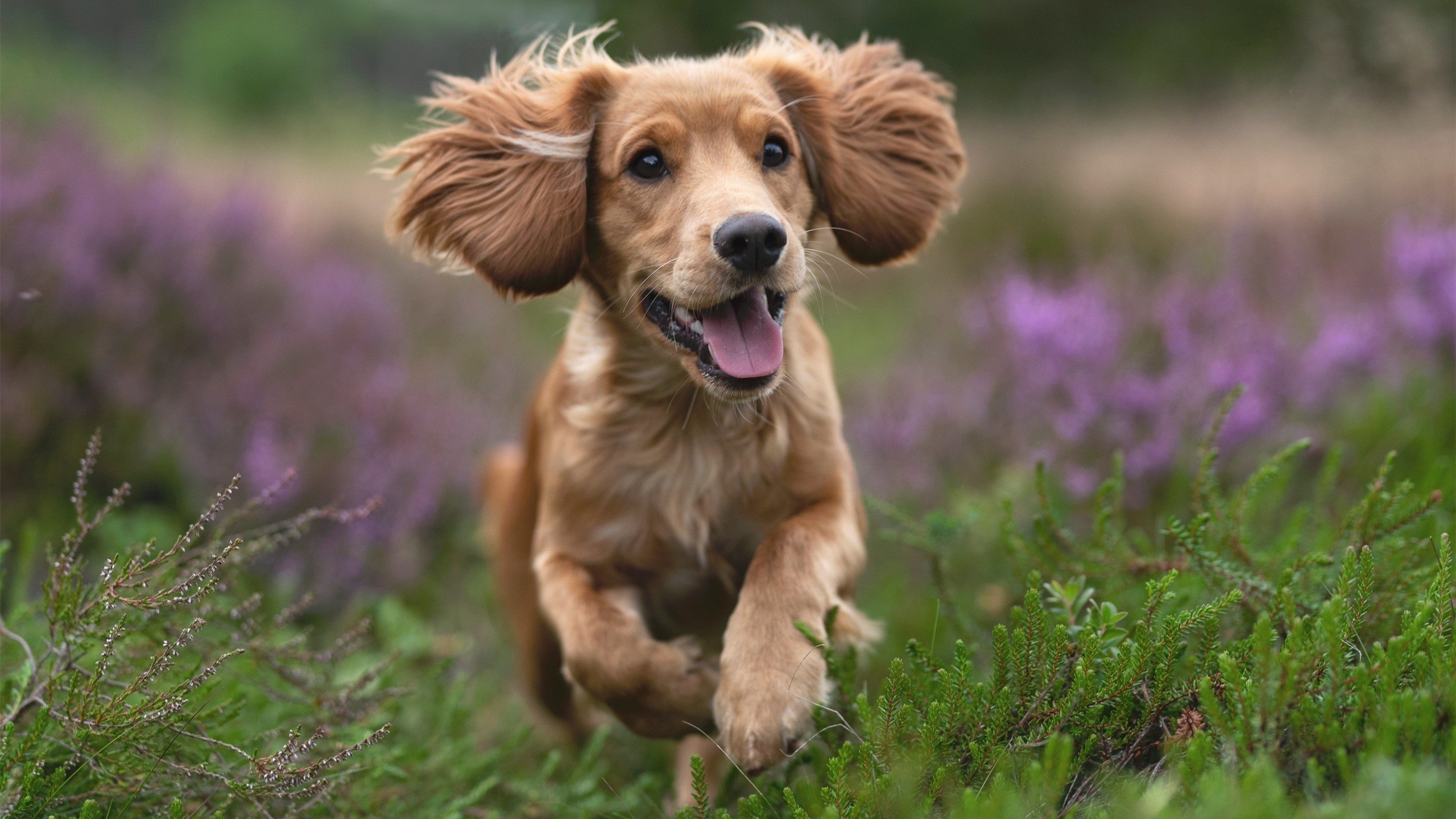 马克·阿特金森:南非队的闪电边锋,全场最具威胁的进攻利器